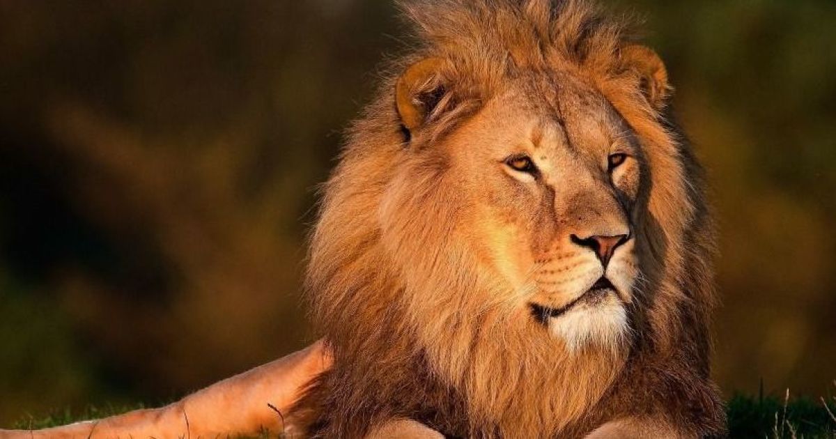 Два льва заразились коронавирусом в зоопарке в Хорватии