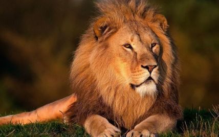 Два льва заразились коронавирусом в зоопарке в Хорватии
