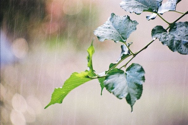Народні прикмети 8 липня / © pexels.com