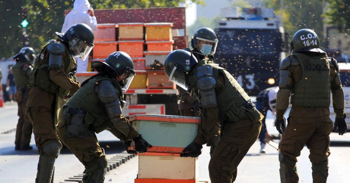 У Чилі бджоли напали на поліцейських, які заходилися розганяти демонстрацію пасічників