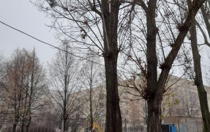 Струс мозку, шви та крововилив: у Києві на маму, яка відводила дитину до школи, впала величезна гілка (фото)
