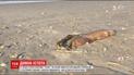 После урагана на американском пляже нашли странное существо без глаз и с острыми зубами