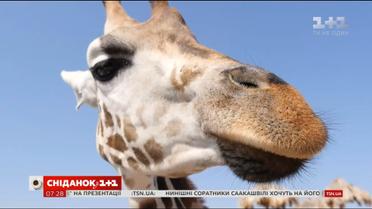 Мой путеводитель. Одесса - мороженое из пармезана и шампанского и фотосессия с жирафом