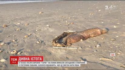 Після буревію на американському пляжі знайшли дивну істоту без очей і з гострими зубами