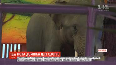 В зоопарк в Николаеве из Венгрии наконец добрались слоны Шанти и Динкар
