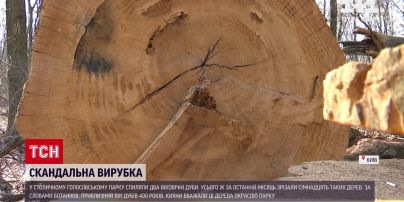 Новини України: що сталося з дубами-велетнями у Голосіївському парку столиці