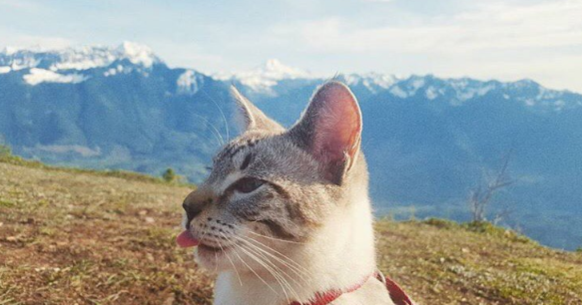 Фото з Instagram - Camping With Cats / © instagram/camping with cats