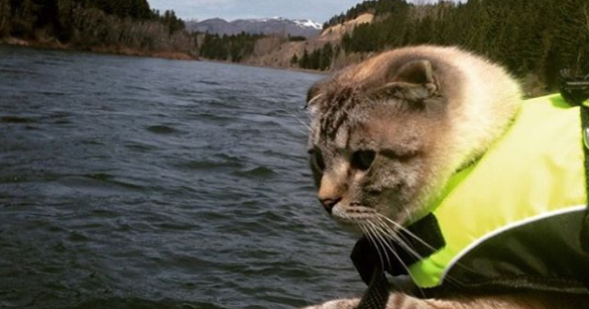 Фото з Instagram - Camping With Cats / © instagram/camping with cats