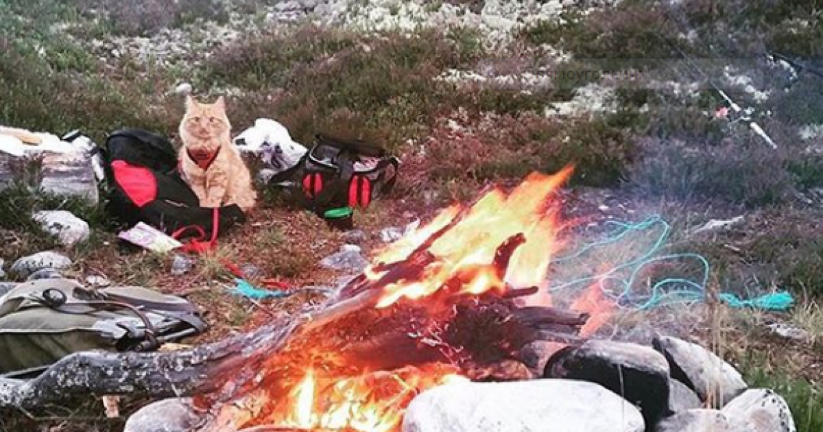 Фото з Instagram - Camping With Cats / © instagram/camping with cats