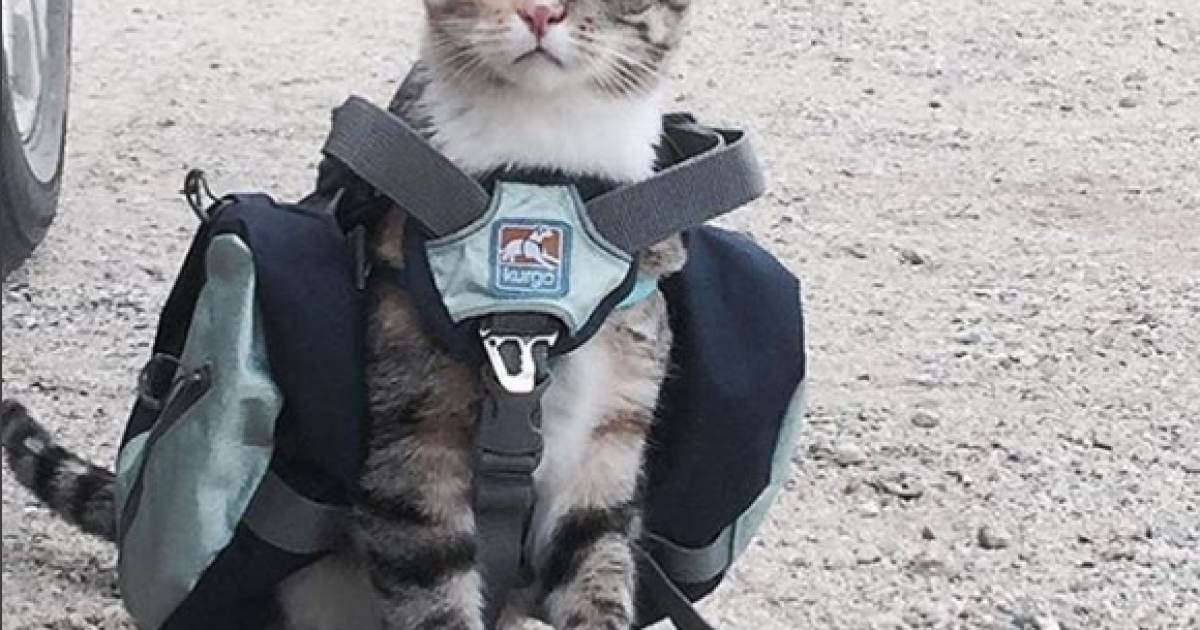 Фото з Instagram - Camping With Cats / © instagram/camping with cats