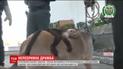 У Колумбії собака вигодувала й потоваришувала із капуциновою мавпою