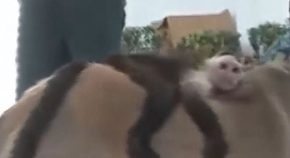 В Колумбии собака выкормила и подружилась с капуциновой обезьяной