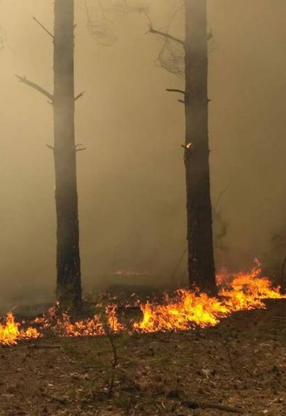 На Миколаївщині масштабно спалахнув ліс, гасіння триває декілька годин