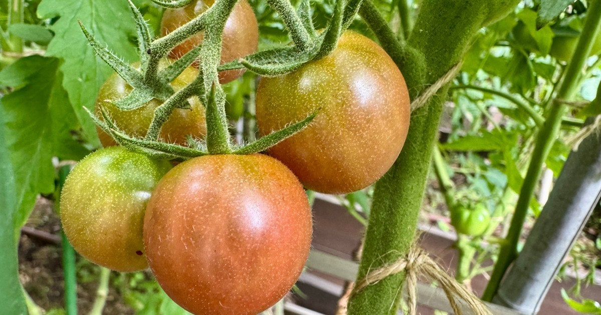 Как правильно обрезать томаты