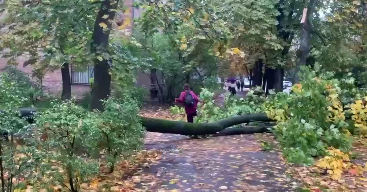 негода у Києві / Фото: скриншот