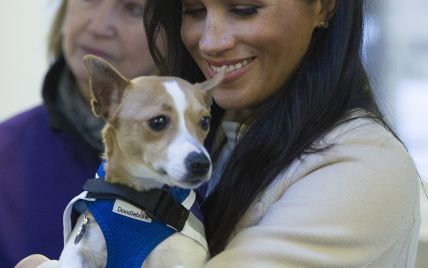 Ефект Меган: пес, якого взяла на руки герцогиня Сасекська, знайшов новий будинок в лічені дні
