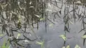 Мор риби у річці Ірша
