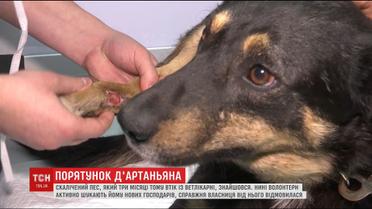 Нашелся искалеченный пес, сбежавший из столичной ветклиники три месяца назад