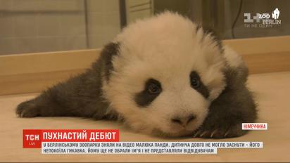 Новая звезда зоопарка: в Берлине недовольный малыш панды долго не мог уснуть из-за икоты