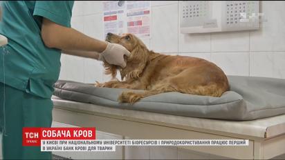 В Украине создали первый банк крови для собак
