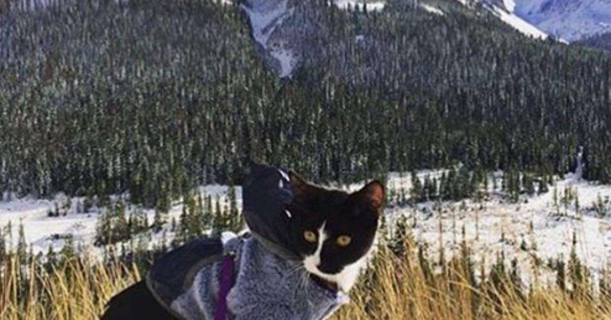 Фото з Instagram - Camping With Cats