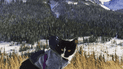 Фото з Instagram - Camping With Cats