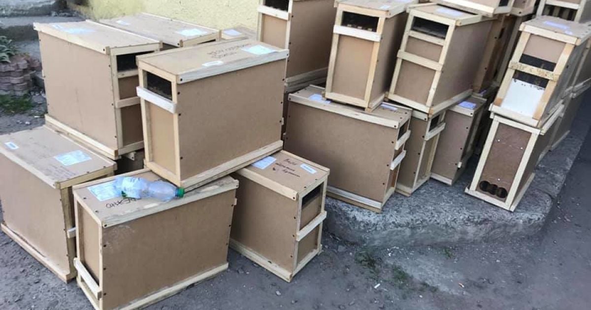 Власник "воскреслих" бджіл від "Укрпошти" відмовляється їх забрати