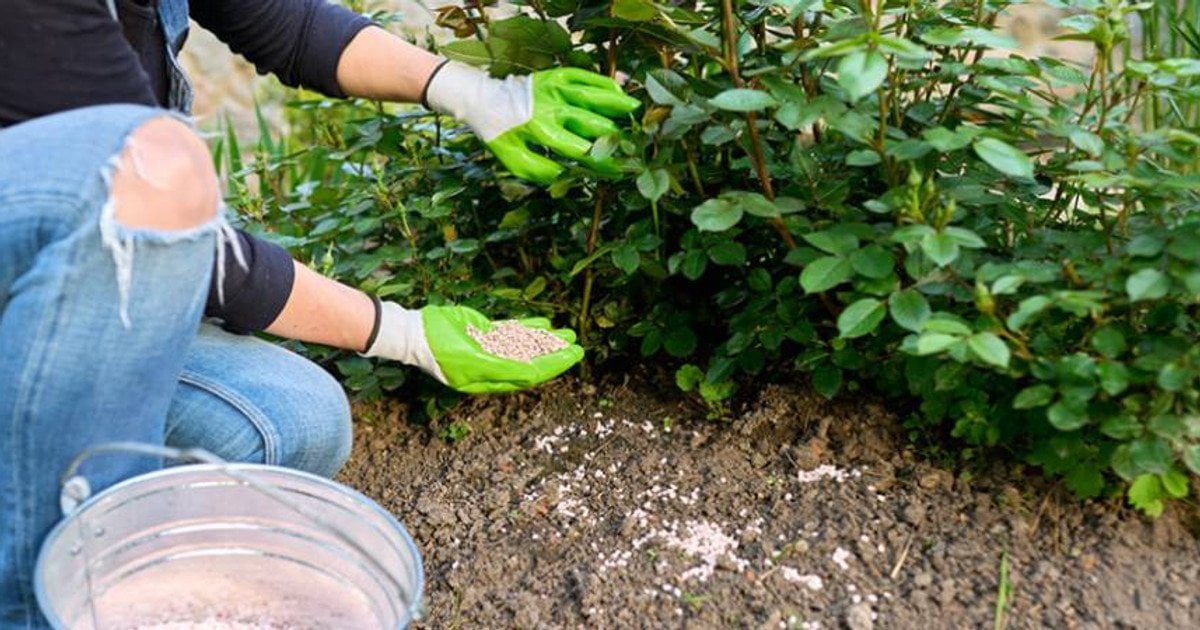 Селитра или нитроаммофоска