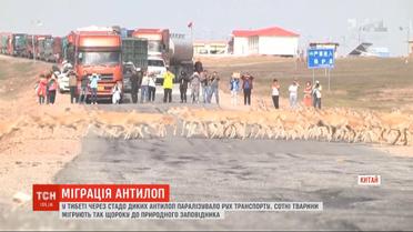 В Тибете из-за стада диких антилоп парализовало движение транспорта
