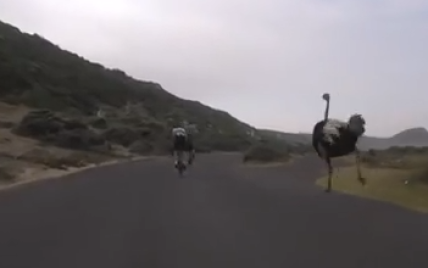 У ПАР страус став учасником велоперегонів, погнавшись за велосипедистами