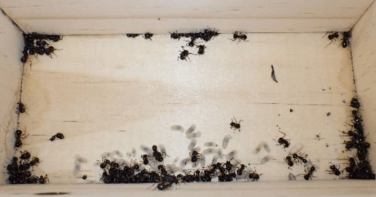 Мурахи прикинулися мертвими / Фото: S. "Topa" Petit