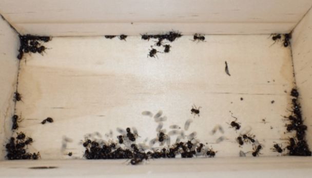 Мурахи прикинулися мертвими / Фото: S. "Topa" Petit