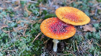 Мухомори