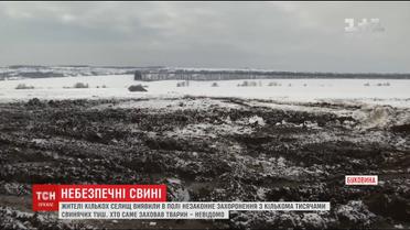 На Буковині поблизу людських паїв захоронили кілька тисяч мертвих свинячих туш