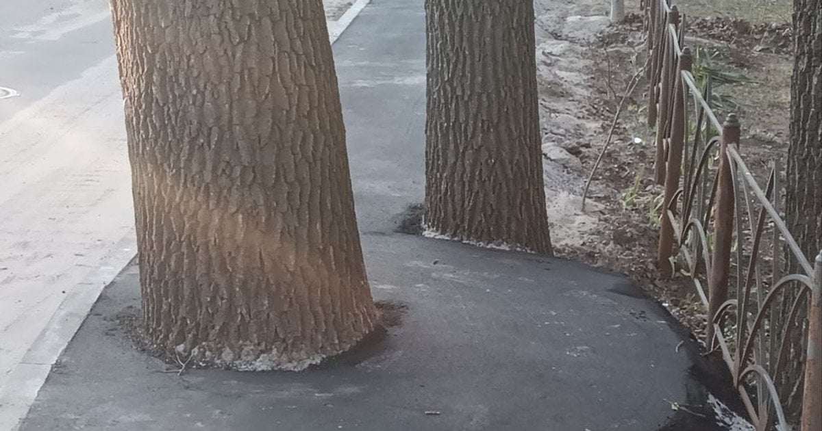 Києві комунальники заасфальтували дерево разом із тротуаром