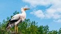 Що означає зустріч із лелекою