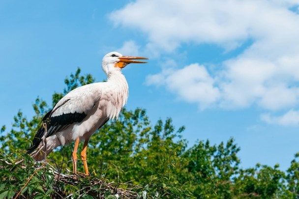 Народні прикмети 3 травня / © pexels.com