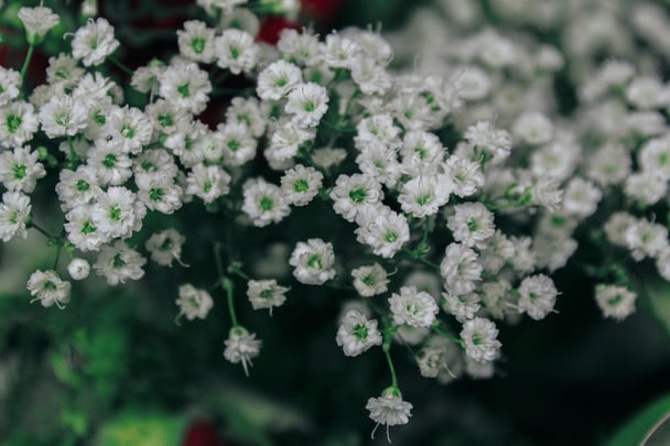 Гіпсофіла / © unsplash.com