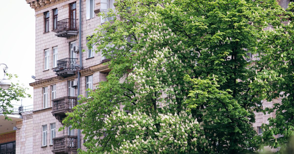 У Києві квітнуть каштани