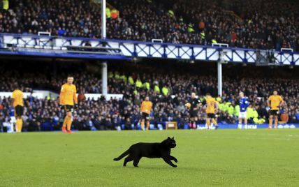 Чорний кіт перервав футбольний матч в Англії і став героєм кумедних мемів