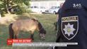 Патрульные поймали пони, который бегал по улицам Киева