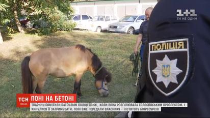 Патрульные поймали пони, который бегал по улицам Киева