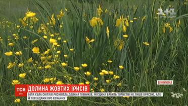 Унікальна долина жовтих ірисів розквітла на Вінниччині