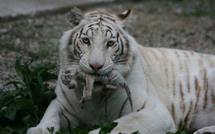 В Ялті померло друге дитинча Тигрюлі: "няш-мяш" загрожує покарати директора зоопарку