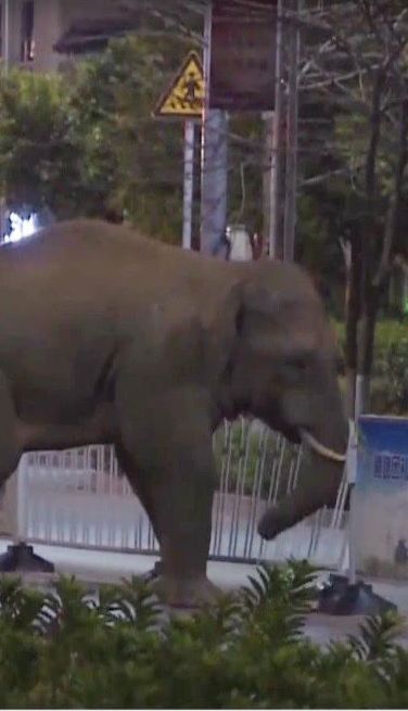 В Китае пришлось эвакуировать людей, потому что в город пришел дикий слон