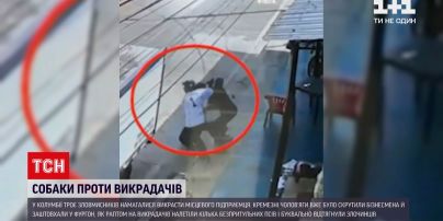 В Колумбії безпритульні пси напали на злочинців, які намагались викрасти підприємця | Новини світу