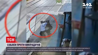 В Колумбии бездомные псы напали на преступников, пытавшихся похитить предпринимателя | Новости мира
