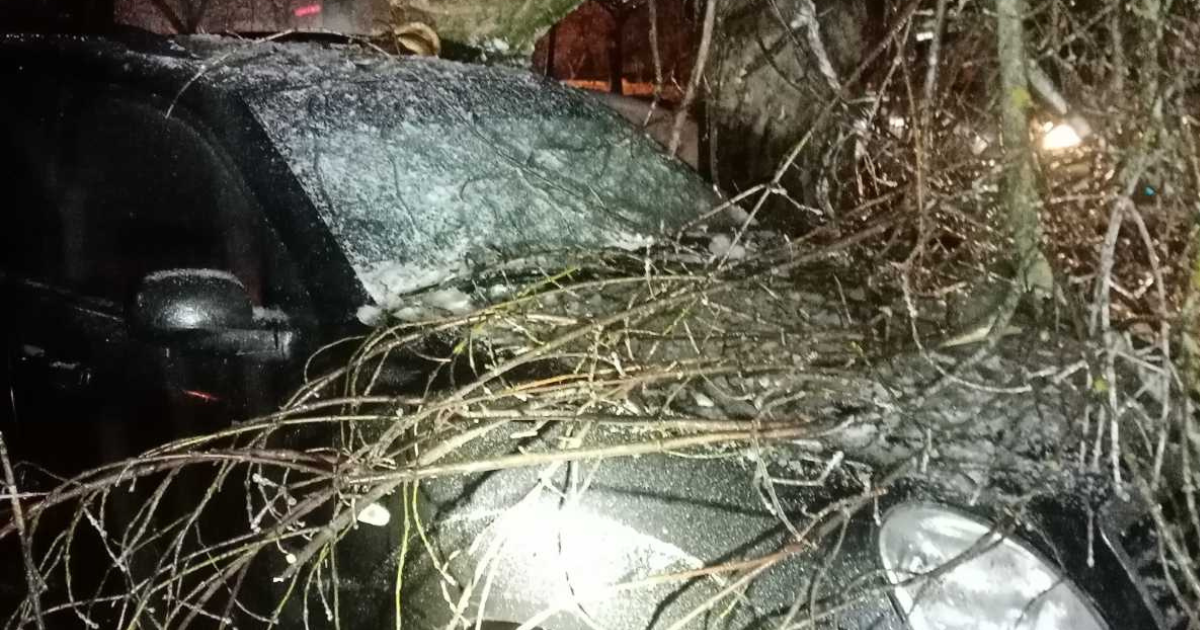 У Києві через негоду зламано 120 дерев: деякі з них впали на автівки, трамвайні колії та ЛЕП