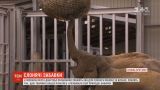 В Британском зоопарке работники устанавливают в вольерах для слонов ловушки с едой