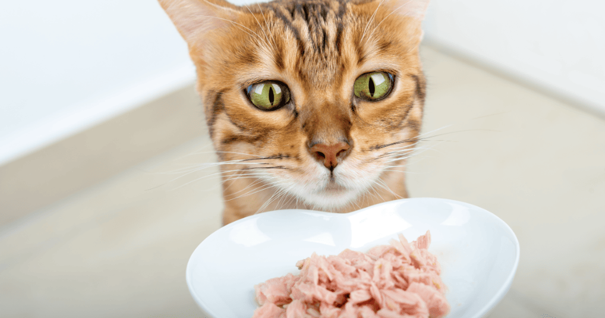 Як правильно годувати кота